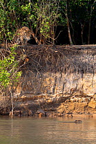 Wild female Jaguar (Panthera onca palustris) stalking startled Capybara (Hydrochoerus hydrochaeris) swimming in the Piquiri River (a tributary of Cuiaba River) Northern Pantanal, Brazil. September