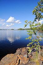Young Black alder (Alnus glutinosa) tree growing on rocky shore of lake Saimaa. Near Savonlinna, Finland, August 2010.