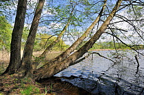 Black Alder (Alnus glutinosa) trees overhanging a lake fringed with reeds. Schorfheide-chorin Biosphere reserve, Brandenburg, Germany May 2010.