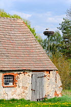 Small traditional barn, with White storks (Ciconia ciconia) nesting on artificial platform nearby. Schorfheide-chorin Biosphere reserve, Brandenburg, Germany, May 2010.