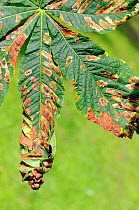 Horse Chestnut (Aesculus hippocastanum) leaves damaged by caterpillars of the Horse chestnut leaf miner moth (Cameraria ohridella). Wiltshire garden, September 2010.