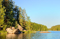 Rocky, granitic islands on Lake Saimaa, with dense stands of Silver birch (Betula pendula) and Scots pine (Pinus sylvestris) trees. Near Savonlinna, Finland, August 2010.