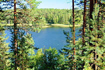 View of Laukanlahti, a branch of Lake Saimaa viewed from an esker ridge at Punkaharju through Scots pine trees (Pinus sylvestris) Near Savonlinna, Finland, August 2010.