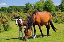 New forest pony (Equus caballus) mare and foal. New Forest National Park, Hampshire, UK, June 2010.
