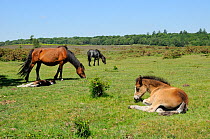 New forest pony (Equus caballus) foals resting while their mothers graze. New Forest National Park, Hampshire, UK, June 2010.