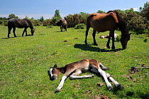 New forest pony (Equus caballus) foals sleeping while their mothers graze grass. New Forest National Park, Hampshire, UK, June 2010.