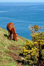 Feral pony (Equus caballus) grazing grass near clifftop footpath and flowering Gorse bush (Ulex europaeus) Near Tintagel, Cornwall, UK, April.