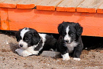 Two mixed-breed puppies (Canis familiaris) emerging from under a beach boardwalk. Skala Kalloni, Lesbos / Lesvos, Greece.