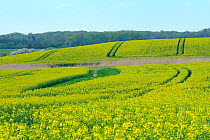 Oilseed rape (Brassica napus) fields in full bloom, Schorfheide-chorin Biosphere reserve, Brandenburg, Germany, May 2010