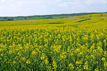 Oilseed rape (Brassica napus) fields in full bloom, Schorfheide-Chorin Biosphere reserve, Brandenburg, Germany, May 2010
