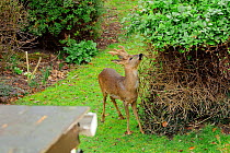 Roe deer (Capreolus capreolus) buck with antlers in velvet, grazing honeysuckle (Lonicera periclymenum) leaves in a garden very close to a house. Wiltshire, UK, March 2010.