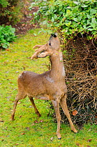 Roe deer (Capreolus capreolus) buck with antlers in velvet grazing honeysuckle (Lonicera periclymenum) leaves in a garden. Wiltshire, UK, March 2010.
