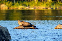 Female Samaa ringed seal (Pusa hispida saimensis) one of a total population of less than 250 of this Ringed seal subspecies, basking on a rock at sunset. Lake Saimaa, Finland, August 2010. Endangered.