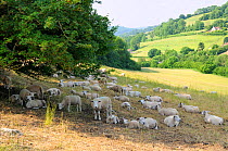 Herd of domestic sheep (Ovis aries) resting in the shade of a Norway maple tree (Acer platanoides) on a hot summer day. Gloucestershire, UK, June 2010