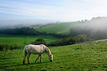 Welsh mountain pony (Equus caballus) grazing a hillside meadow on a foggy, dewy autumn morning. Wiltshire, UK, September 2010.