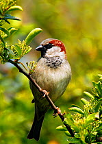Male Common / House sparrow (Passer domesticus) perched, South London, UK, April