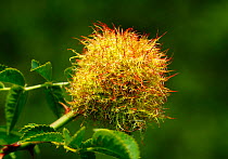 Bedeguar gall / Robin's pin cushion (Diplolepis rosae) growing on Dog rose (Rosa canina) South London, UK, August