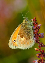 Small heath butterfly (Coenonympha pamphilus) resting on Ling / heather, Wimbledon Common SSSI, South London, UK, September