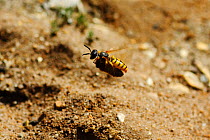 Bee killer wasp / Bee wolf (Philanthus triangulum) with Honey bee (Apis mellifera) prey returning to burrow, Wimbledon Common SSSI, South London,  UK, September
