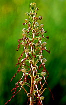 Lizard orchid (Himantoglossum hircinum) in flower,  East Kent, UK