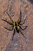 Raft spider (Dolomedes fimbriatus) Thursley Common NNR, Surrey, UK