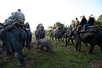 Tourists on an Elephant Safari, Asian elephants (Elephas maximus), Kaziranga NP, Assam, NE India