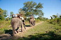 Asian elephants (Elephas maximus) used for carrying, Kaziranga NP, Assam, NE India