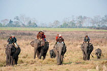 Tourists on an Elephant Safari, Asian elephants (Elephas maximus) with young elephants following, Kaziranga NP, Assam, NE India
