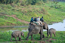 Tourists on an Elephant Safari, Asian elephants (Elephas maximus) with baby elephants following, Kaziranga NP, Assam, NE India
