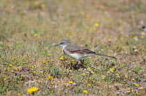 Cape Wagtail (Motacilla capensis) on grass amongst wild flowers, DeHoop NR, Western Cape, South Africa