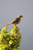 Cape Robin Chat (Cossypha caffra)  perched in shrub, dehoop NR, Western Cape, South Africa