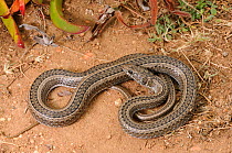 Cross-marked Whip Snake (Psammophis crucifer) deHoop NR, Western Cape, South Africa