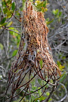 Nursery nest of rain Spider (Palystes castaneus) deHoop NR, Western Cape, South Africa