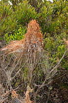 Nursery nest of Rain Spider (Palystes castaneus) deHoop NR, Western Cape, South Africa