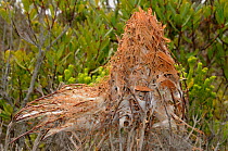 Nursery nest of rain Spider (Palystes castaneus) deHoop NR, Western Cape, South Africa