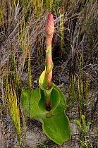 Rooikappie \ Waxy Satyr Orchid (Satyrium carneum)  coming into flower, deHoop NR, Western Cape, South Africa