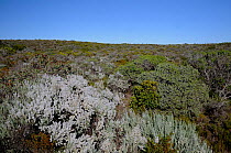 Kapok Bossie / Wild Rosemary (Eriocephalus paniculatus) growing in sand fynbos. deHoop NR, Western Cape, South Africa, September 2010