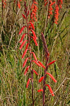 Rooipypie \ Red pipes (Watsonia altetroides) Overberg, Western Cape, South Africa, September