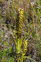 Monkshood Orchid (Corycium orobanchoides) in flower, DeHoop NR, Western Cape, South Africa