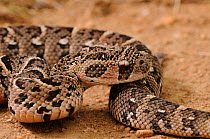 Puff Adder (Bitis arietans) juvenile male snake close up,  deHoop NR, Western Cape, South Africa