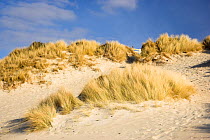 Sand dunes and Marram Grass (Poaceae) planted to stabilise the sands. Camusddrach beach near Mallaig, Scotland, March 2010.