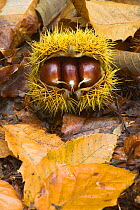 Husk of Sweet Chestnut (Castanea sativa) with  three edible nuts. UK, Europe, October.