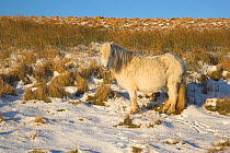 Pony in the winter snow. Brecon Beacons National Park, Powys Wales, January.