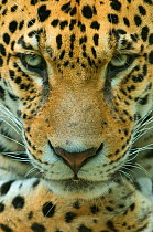 RF- Jaguar (Panthera onca) head portrait, captive. (This image may be licensed either as rights managed or royalty free.)