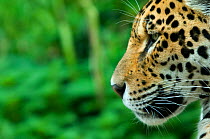 Jaguar (Panthera onca) head portrait in profile, captive