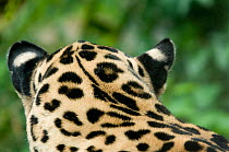 Jaguar (Panthera onca) head portrait,rear view, showing ear spots, captive