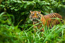 RF- Sumatran tiger (Panthera tigris sumatrae) standing in long grass, snarling, captive. (This image may be licensed either as rights managed or royalty free.)