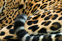 Jaguar (Panthera onca) close-up of coat and tail, captive