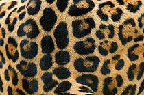 Jaguar (Panthera onca) close-up of coat, captive
