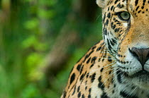 Jaguar (Panthera onca) close-up head portrait,  captive